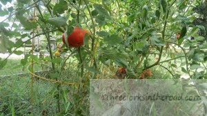 Heatmaster Tomatoes